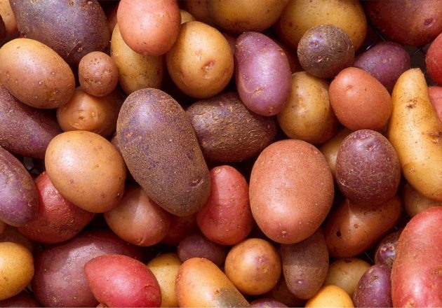 Potatoes originated in Peru, and the country currently boasts over 3,500 different varieties. Wild potatoes are naturally bitter, but years of domestication have produced the tasty tubers we enjoy today.
					